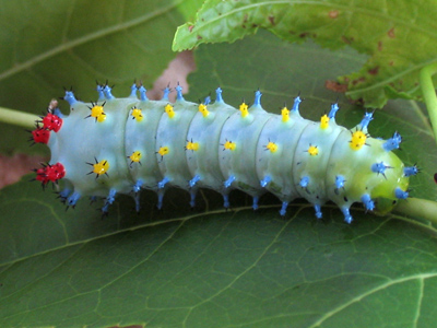 Before it becomes a butterfly or moth, a caterpillar may increase its body mass by 30,000 times.