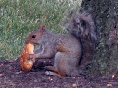 Since Krispy Kreme introduced its new acorn-flavored donut, the obesity rate among squirrels has tripled.