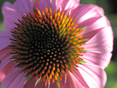 Purple coneflower at sunrise.