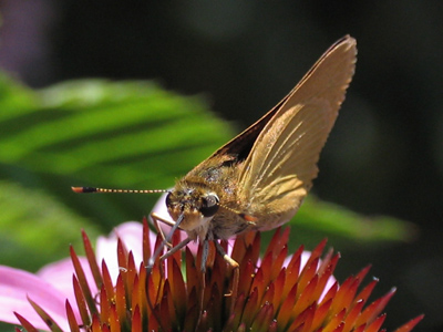 A butterfly `in the wild,` but the Butterfly House opens in two days.