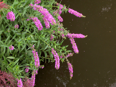 The swamps are pink with June.  EMILY DICKINSON