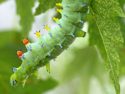 Caterpillars are true insects, so they have six legs.  Those `protolegs` at the back will disappear. [Cecropia Moth]