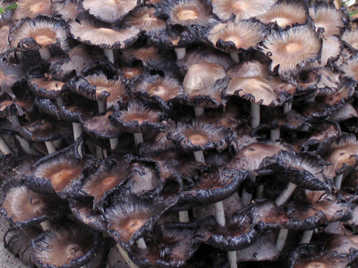 With so many toadstools, there isn`t mushroom for growth.