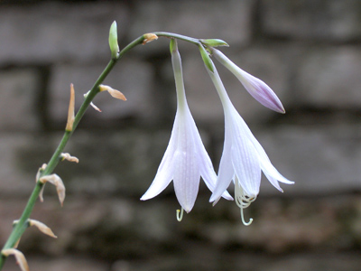 June is the month for weddings.