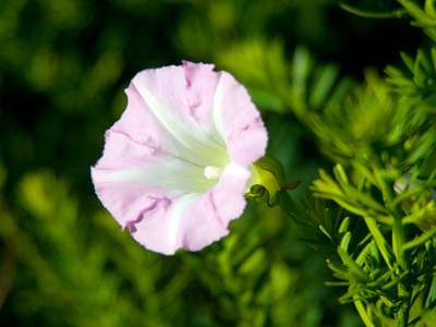 We can learn a lesson from the flowers:  always look toward the bright side.