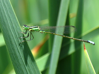 Little dragonflies about the size of a match were flying around in the grass.