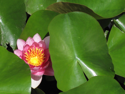 Lovely in lavender; pretty in pink. Lily`s a gal at whom gentlemen wink. LINDA KNAUS