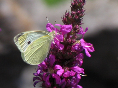 Ohio`s most common butterfly, the humble cabbage white.