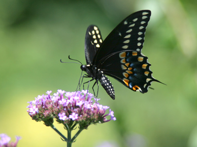 Eastern Black Swallowtail, in the wild.