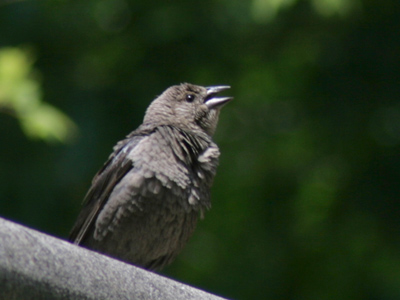 A moment later it snagged an insect out of midair.
