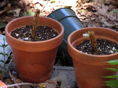 This garden has gone to pot.