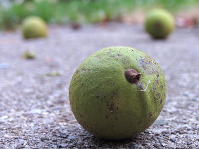 Nuts are neglected since the neighborhood squirrels figured out they can get fat eating our garbage.