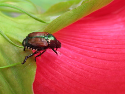 I happened to hook up my camera to the TV, and this one was stunning at 26 inches across.