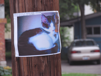 Want a cat?  No, of course you don`t.