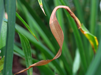 I wandered up a stone path and thought, `I WILL find something to take a picture of here.`