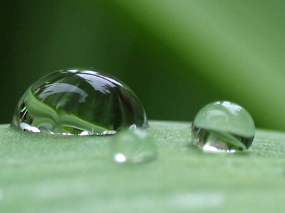 There was a less photogenic raindrop on this blade of grass, so I mopped it up with a Kleenex.