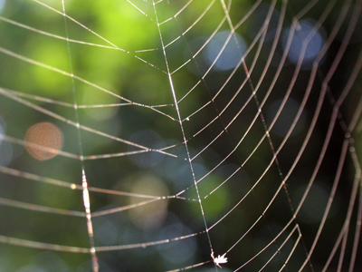 Charlotte`s web never looked more beautiful than it looked this morning.  The light from the east struck it and made it all plain and clear.  It was a perfect piece of designing and building. E.B. WHITE