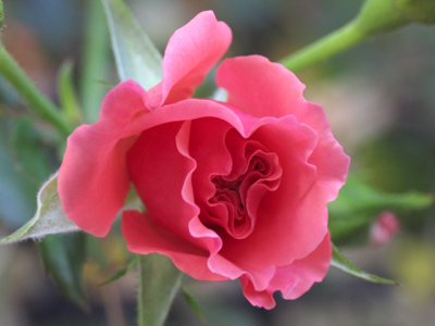 What did Charles Foster Kane call his sled?