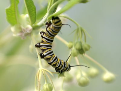 Spring and early summer monarchs live, mate and die so these late summer monarchs can migrate to Mexico.