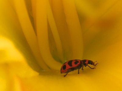 Inside Antelope Canyon.