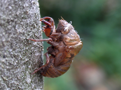 Has it been seventeen years already?