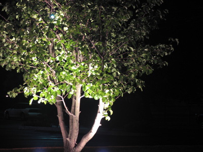 While taking this picture I was nearly run over by a speeding ambulance.