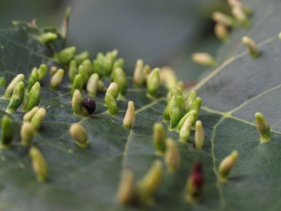 Unless I happen to be there when they hatch, I`ll probably never know what these eggs are.