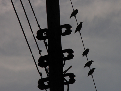 Every morning they wait for a woman to feed a stray cat, then they go after the leftovers.