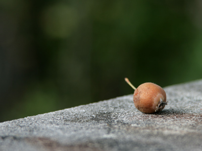 Along the wall of forgetfulness.