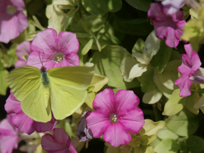 Nature`s camouflage.