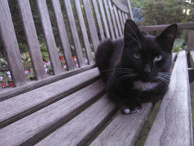 Perhaps you haven`t heard:  I don`t like cats.