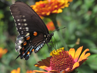 At the bottom of those delicate legs are feet that can TASTE, so the butterfly knows what type of plant it`s on.