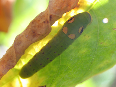 Autumn is approaching:  last call for caterpillars.