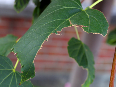 I guess they had to eat and run (see August 22, 2007).