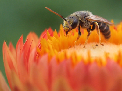 The small shelter I built for myself on the edge of this flower has finally resulted in some good photos.