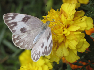 When suffering from allergies, the best treatment is to stick one`s face into as many flowers as possible.