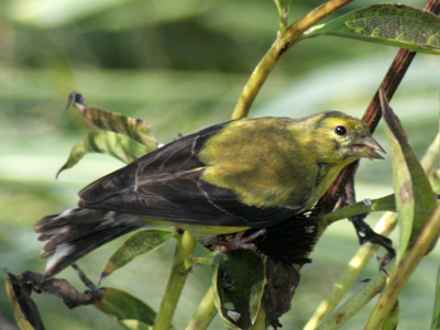 Adam Audubon Alonzo.