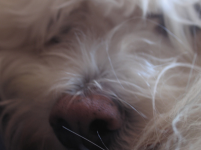 How come the other kids call me Dog-Face?