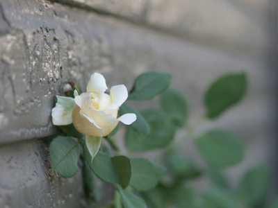 Look what rose in my backyard.