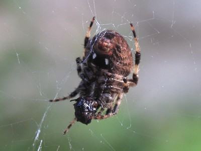 Did you see that?  Something just crawled over your keyboard!