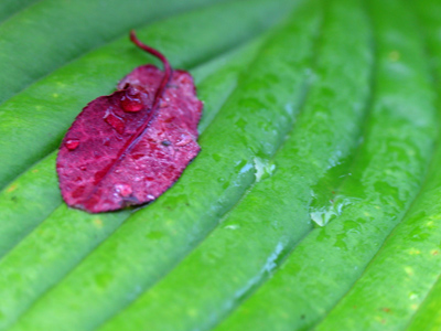 A shot like this demands very little observation ability . . . 