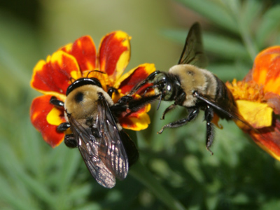 Two bee or not two bee.