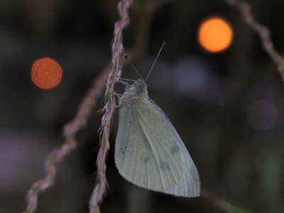 I took 35 shots of this sleeping butterfly, struggling with the dim light, until I got one that is - dare I say it - perfect.