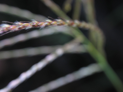 Some kind of grass (hey, I`m not a grassologist).