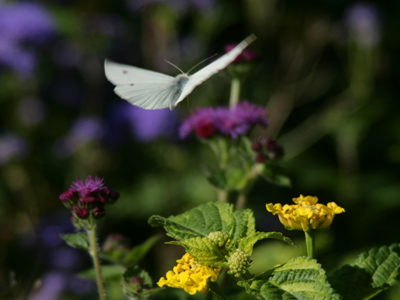 Fact:  this butterfly will not live through winter, but it has left many offspring that will emerge from chrysalides in spring.