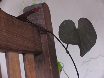 As winter approaches, the parks where I regularly take pictures are starting to lose their appeal.