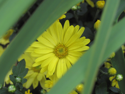 Yes, I`m still taking pictures of flowers, but am trying to do it in interesting ways.