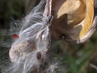 Ready to be carried away by the wind (or by my shoes).