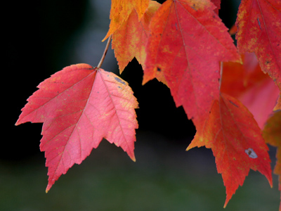 The color everyone`s wearing this season.