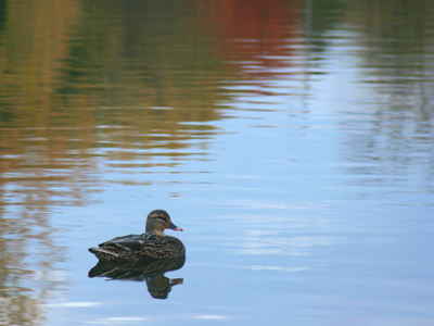 Shouldn`t you be migrating somewhere?